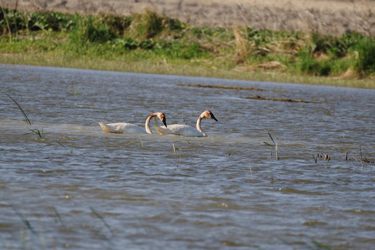 Trumpeter Swan - ML239658471