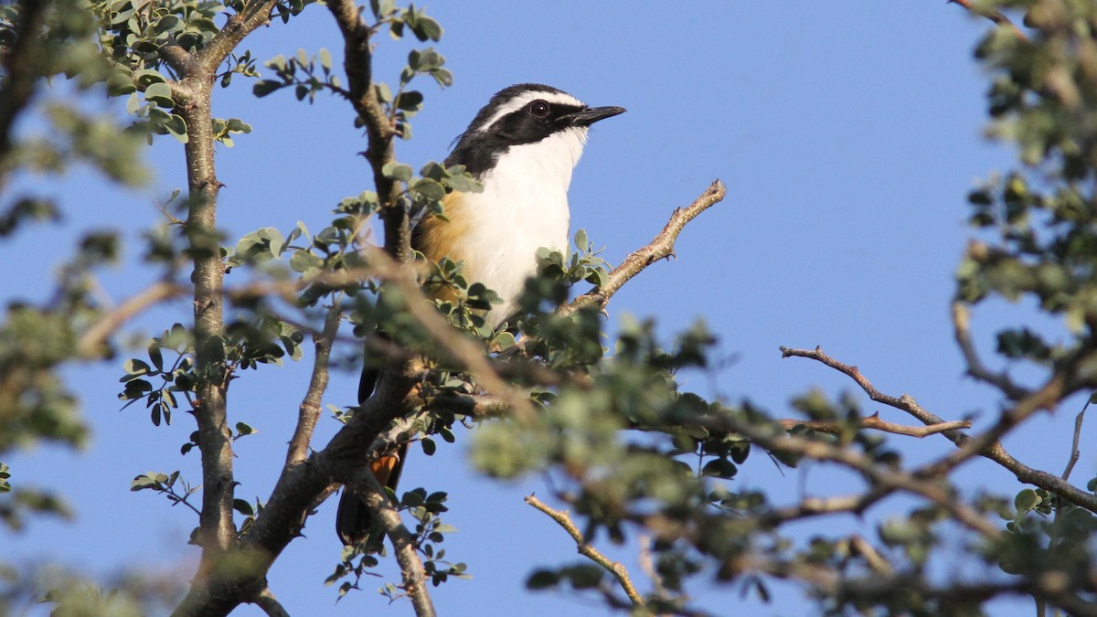 White-throated Robin-Chat - ML23965921