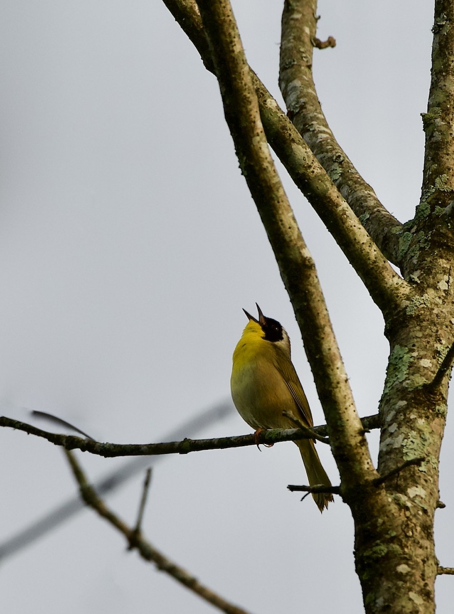 Common Yellowthroat - ML239659991