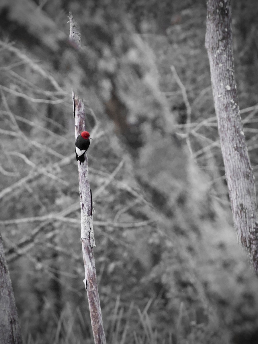 Red-headed Woodpecker - ML239660141