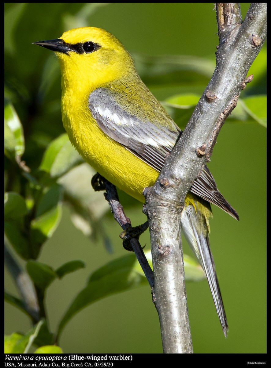 Blauflügel-Waldsänger - ML239660841