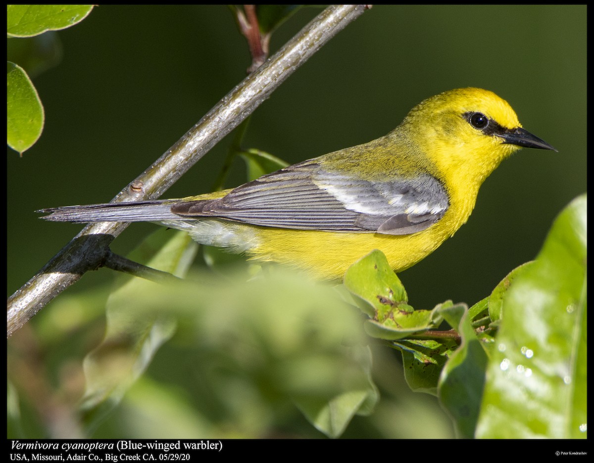 Blue-winged Warbler - ML239660931