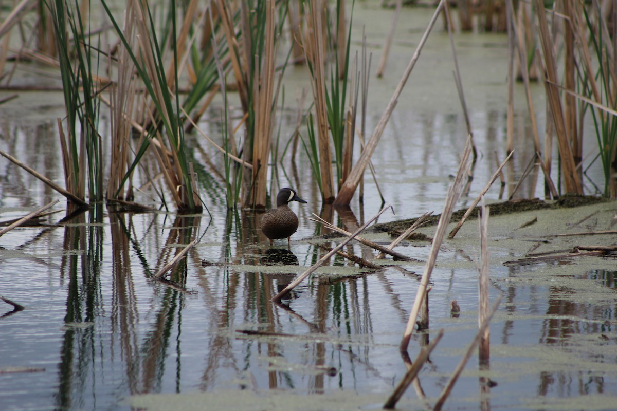 Blue-winged Teal - K Novotny