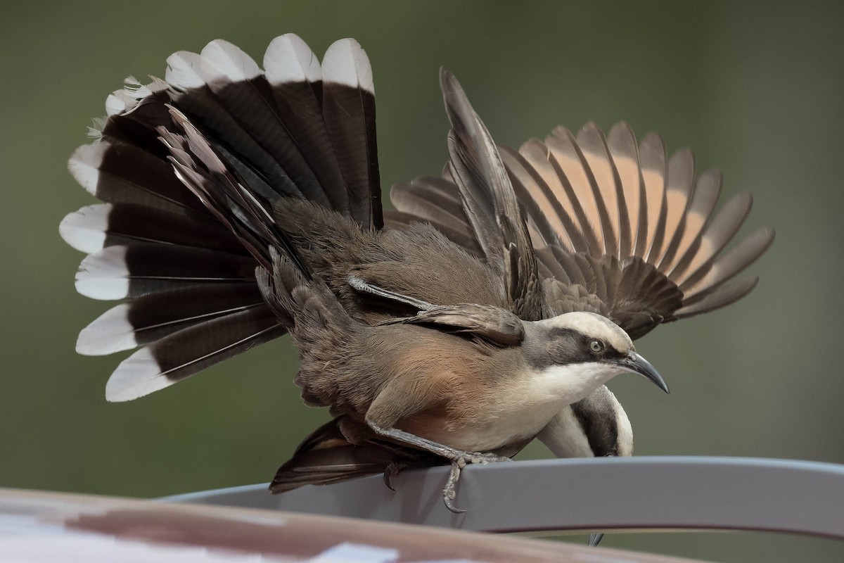 Gray-crowned Babbler - ML239662731