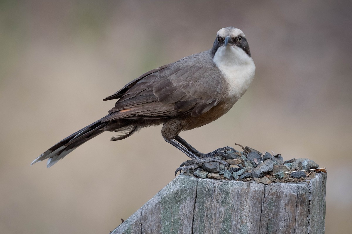 Gray-crowned Babbler - ML239662951