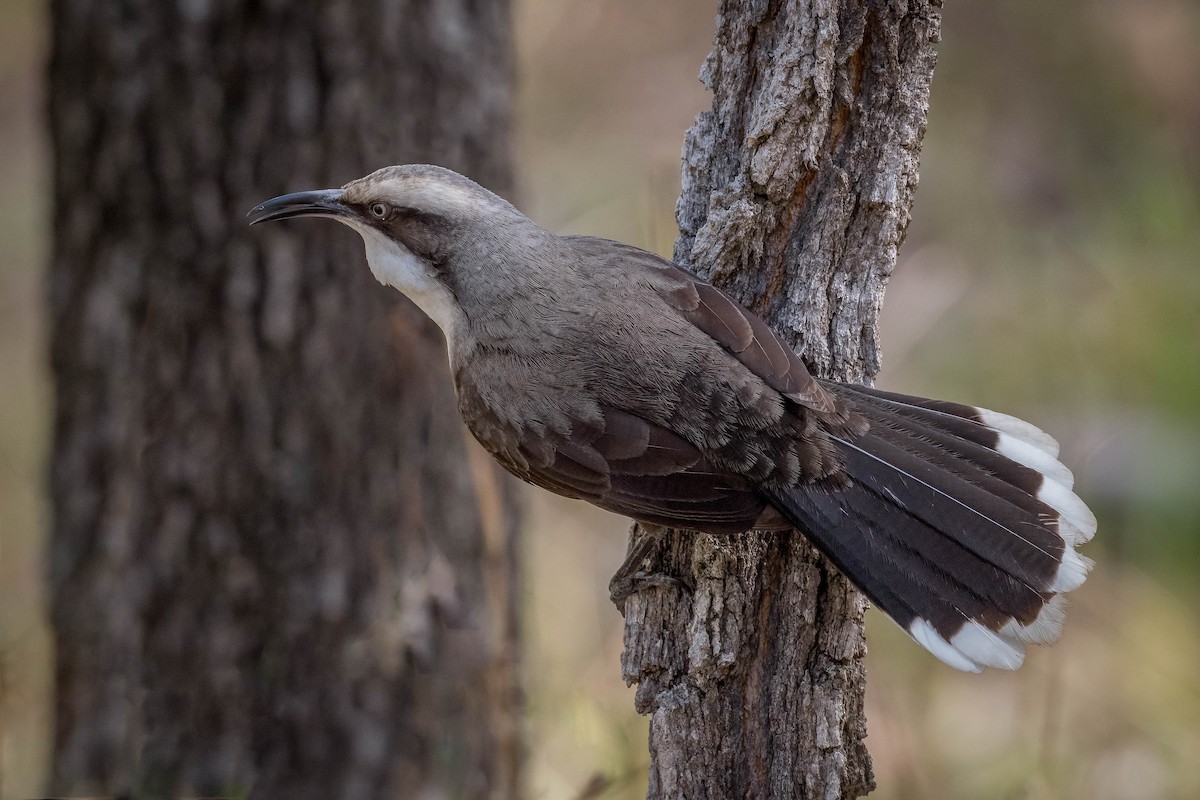 Gray-crowned Babbler - ML239663141