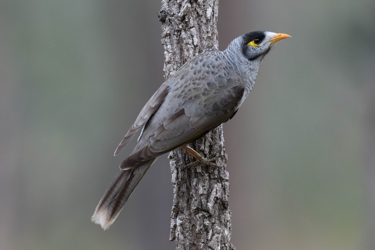 Noisy Miner - Terence Alexander