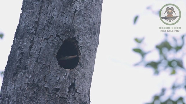 Cream-backed Woodpecker - ML239663761