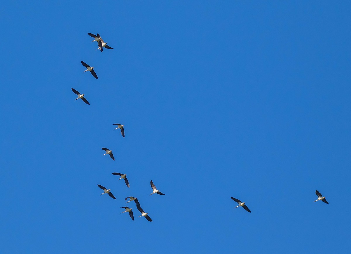 ibis slámokrký - ML239664371