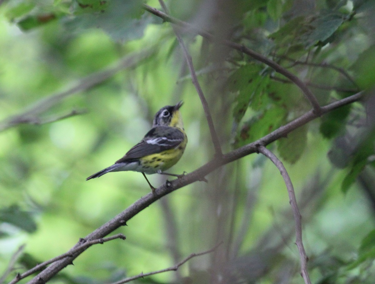 Magnolia Warbler - ML239665771