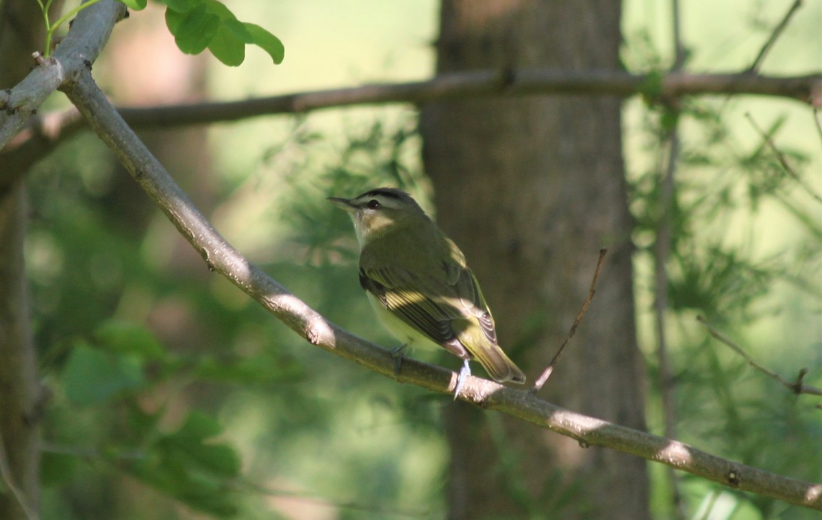 Red-eyed Vireo - ML239665881