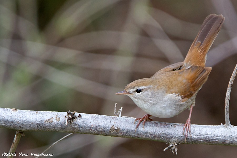 Cetti's Warbler - Yann Kolbeinsson
