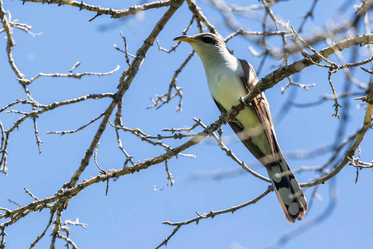 Yellow-billed Cuckoo - ML239669571