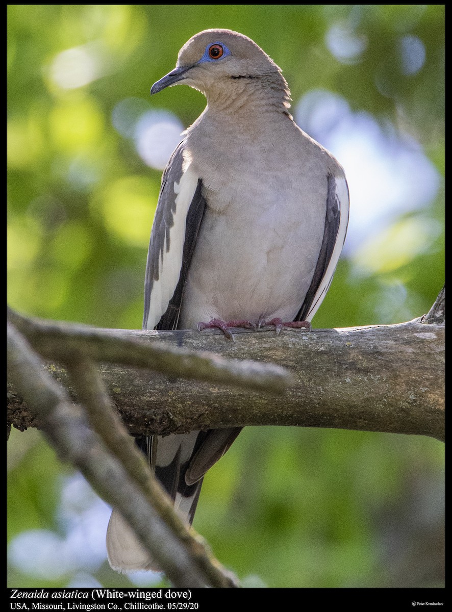 White-winged Dove - Peter Kondrashov