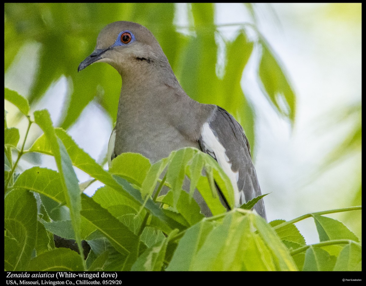 White-winged Dove - Peter Kondrashov