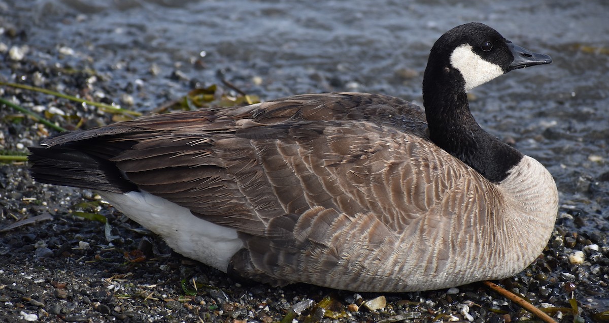 Canada Goose - Aidan Latham