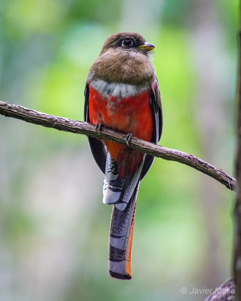 Collared Trogon - ML239673381