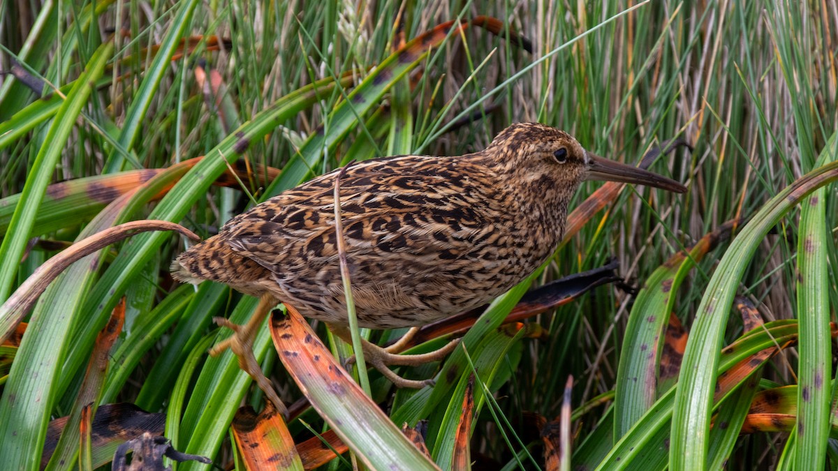 Subantarctic Snipe - ML239675331