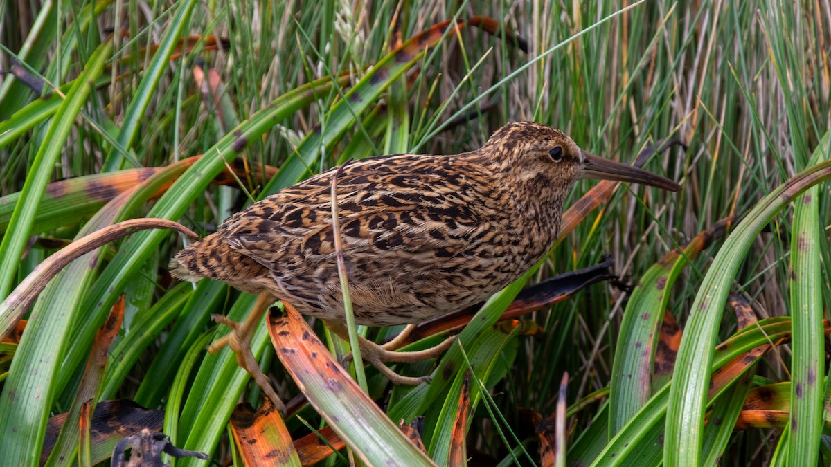 Subantarctic Snipe - Mike Bertin