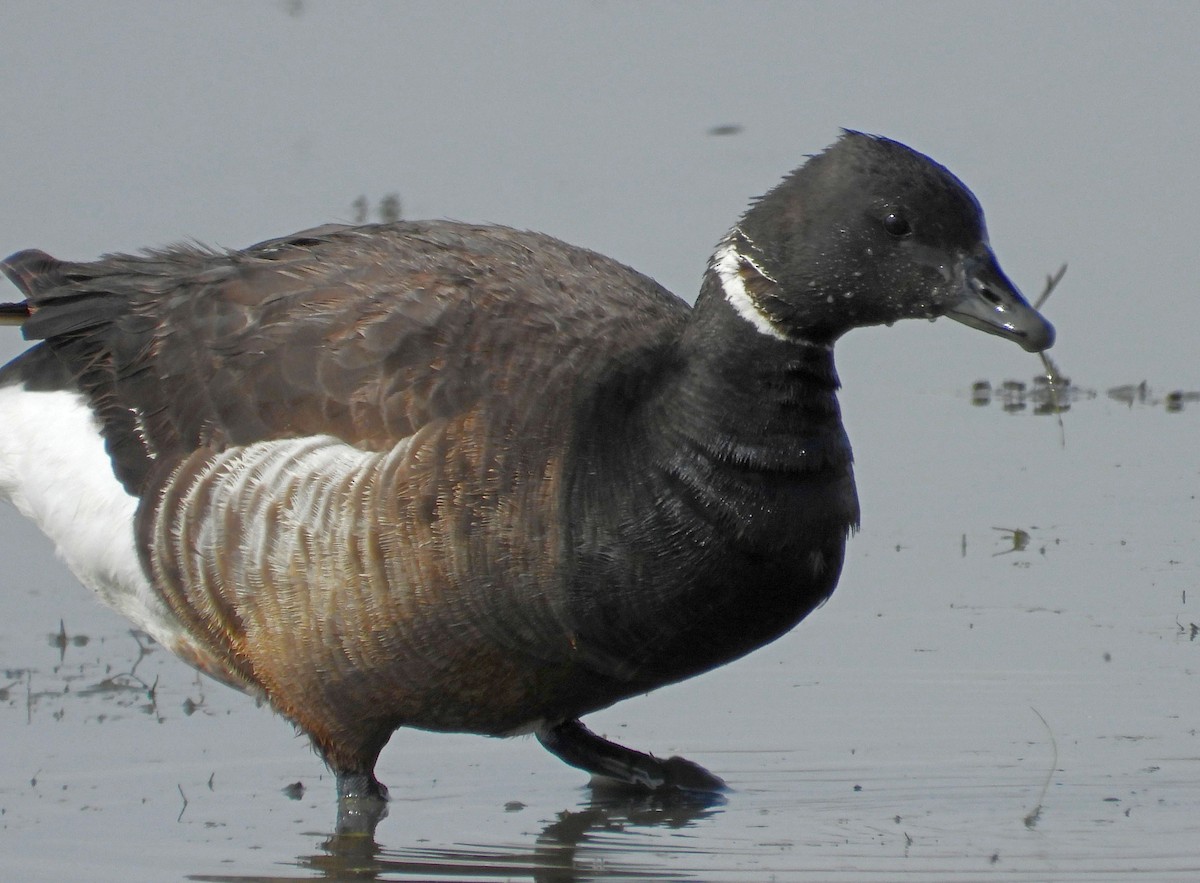 Branta musubeltza - ML239676391