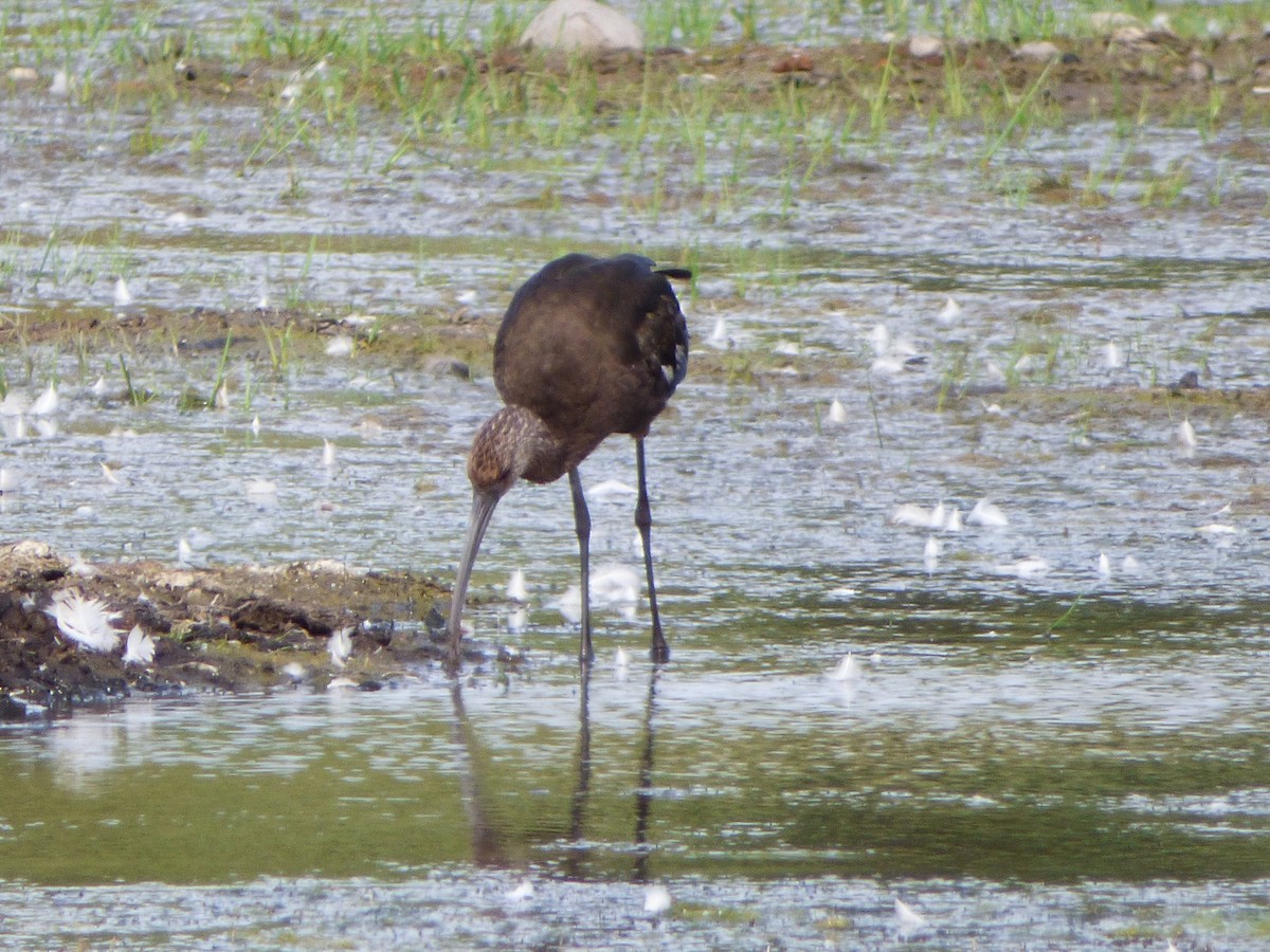 Ibis à face blanche - ML239677351