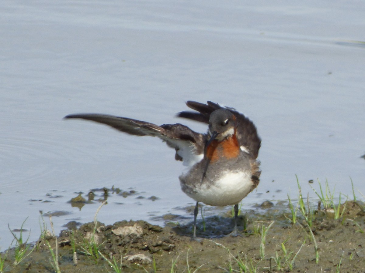 Red-necked Phalarope - ML239677431