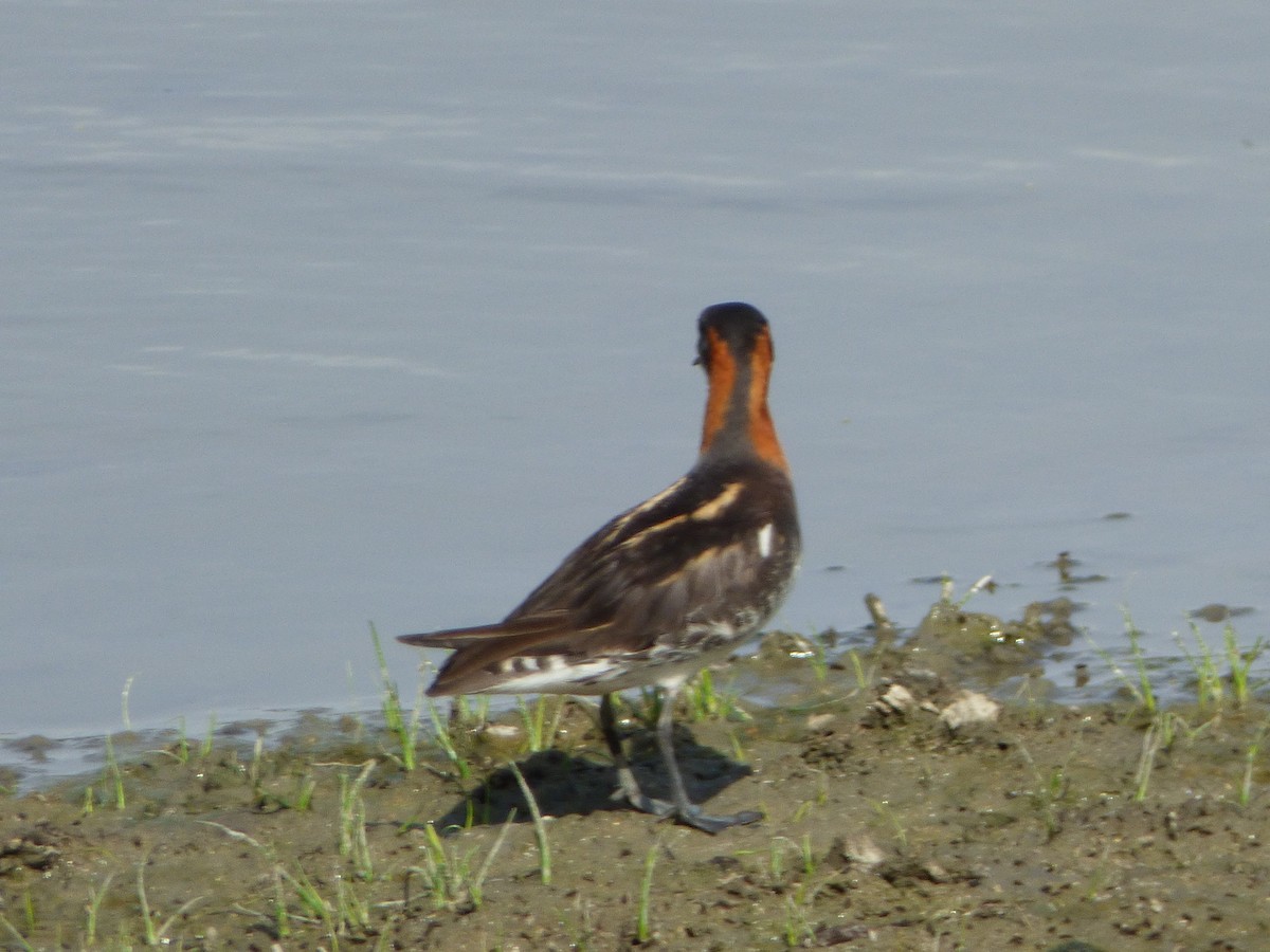 Red-necked Phalarope - Mauro Colabianchi