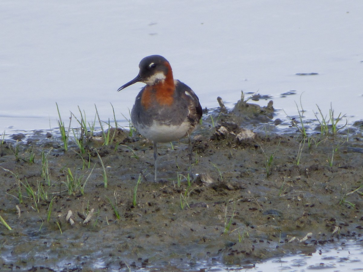 Red-necked Phalarope - ML239677471