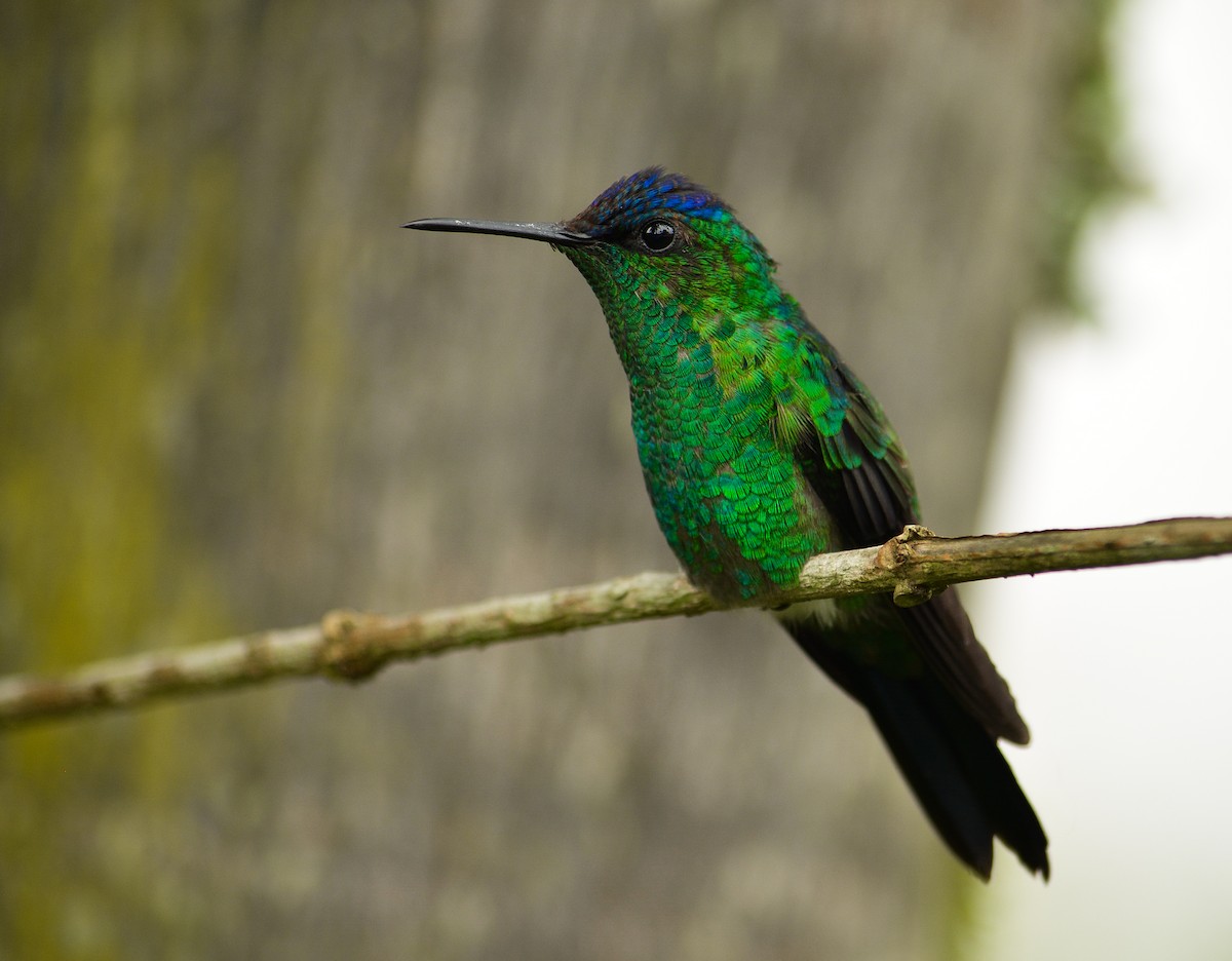 Violet-capped Woodnymph - João Gava Just