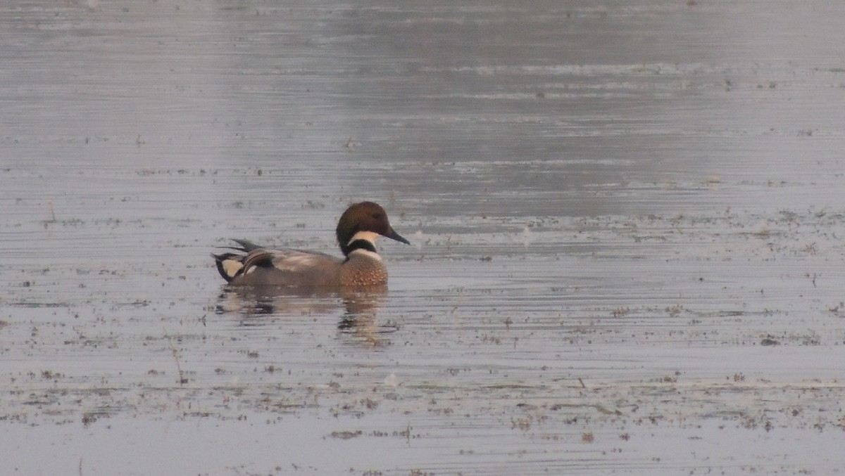 Canard à faucilles - ML23967891