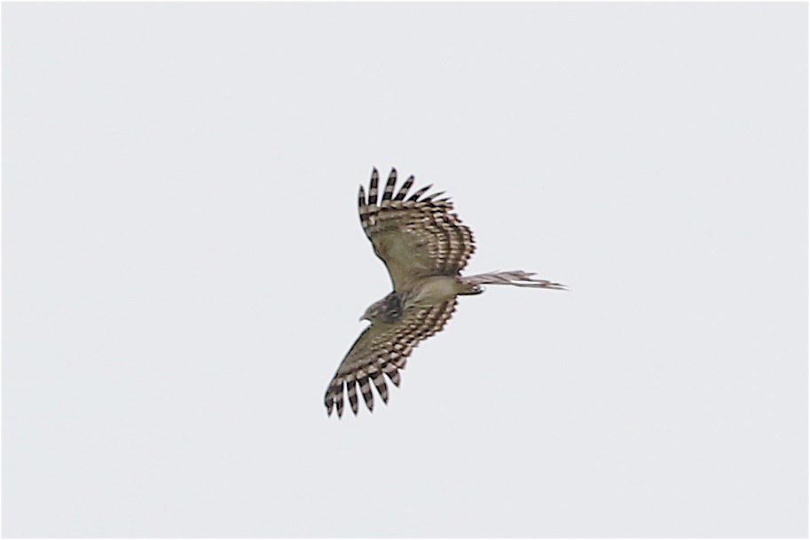 Long-tailed Honey-buzzard - ML239679091