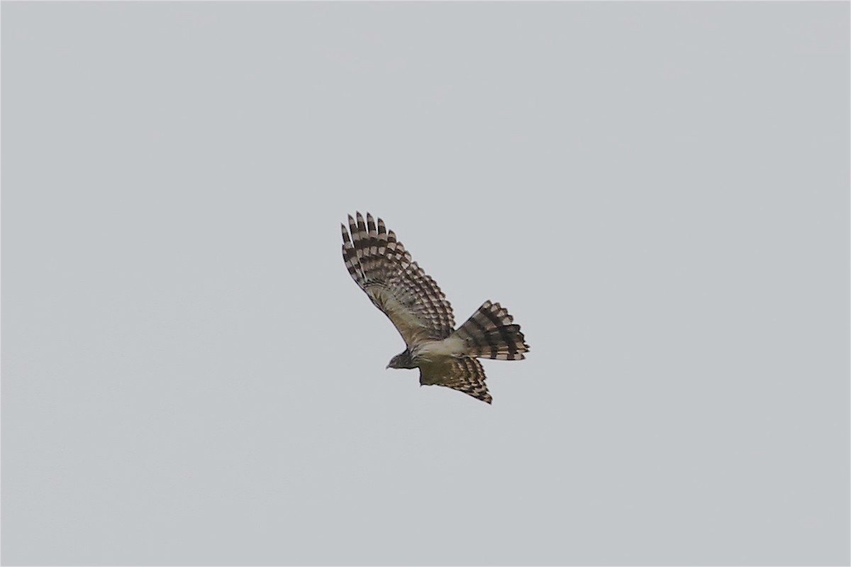 Long-tailed Honey-buzzard - ML239679141