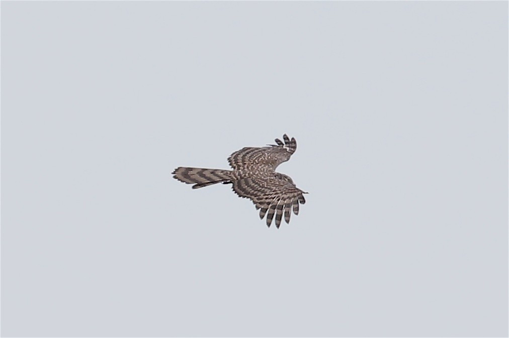 Long-tailed Honey-buzzard - ML239679151