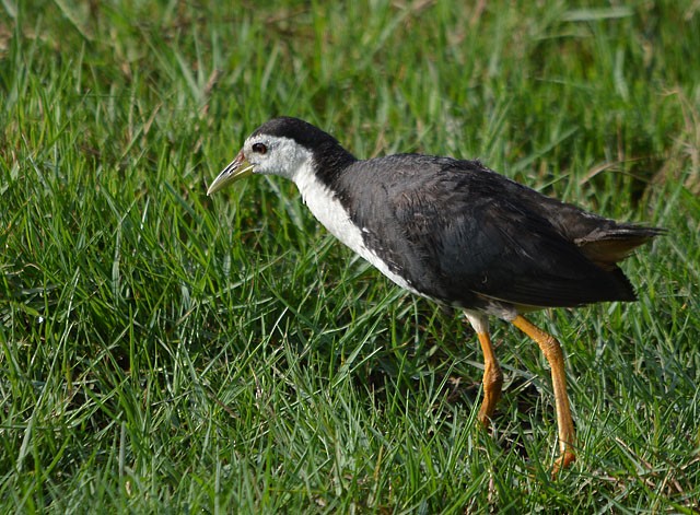 White-breasted Waterhen - ML239679971