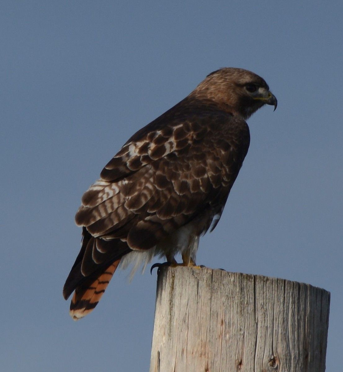 Red-tailed Hawk (abieticola) - ML239680421