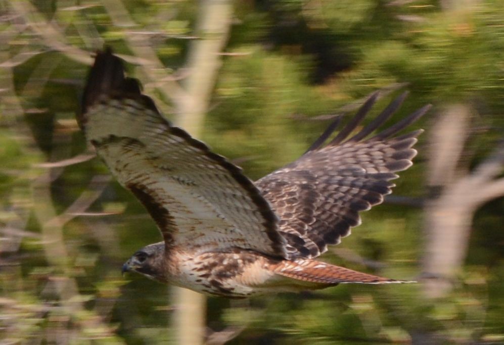 Red-tailed Hawk (abieticola) - ML239680431
