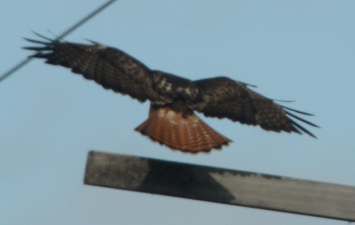 Red-tailed Hawk (abieticola) - ML239680451