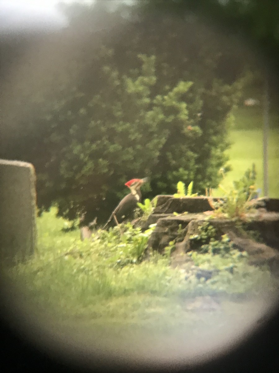 Pileated Woodpecker - ML239681531