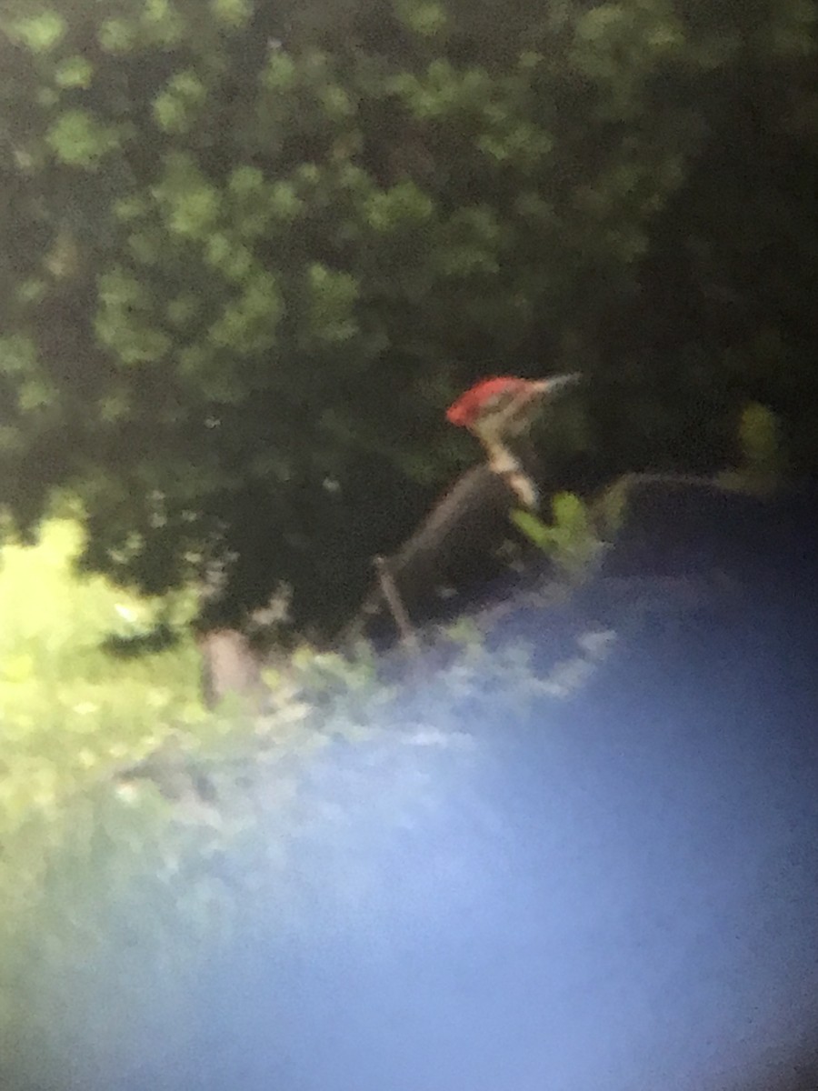 Pileated Woodpecker - ML239681541