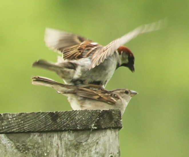 House Sparrow - ML239681841