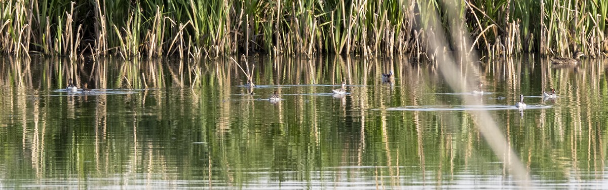 Red-necked Phalarope - ML239682931