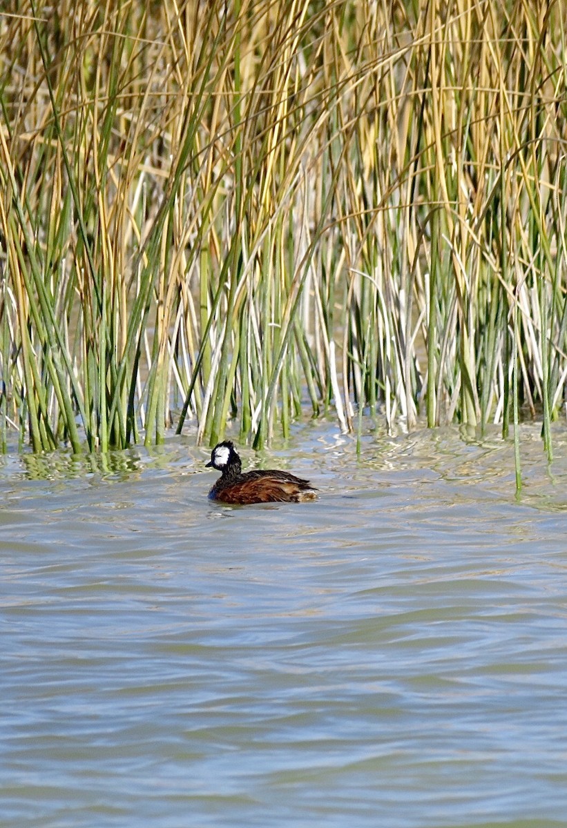 White-tufted Grebe - ML239683071