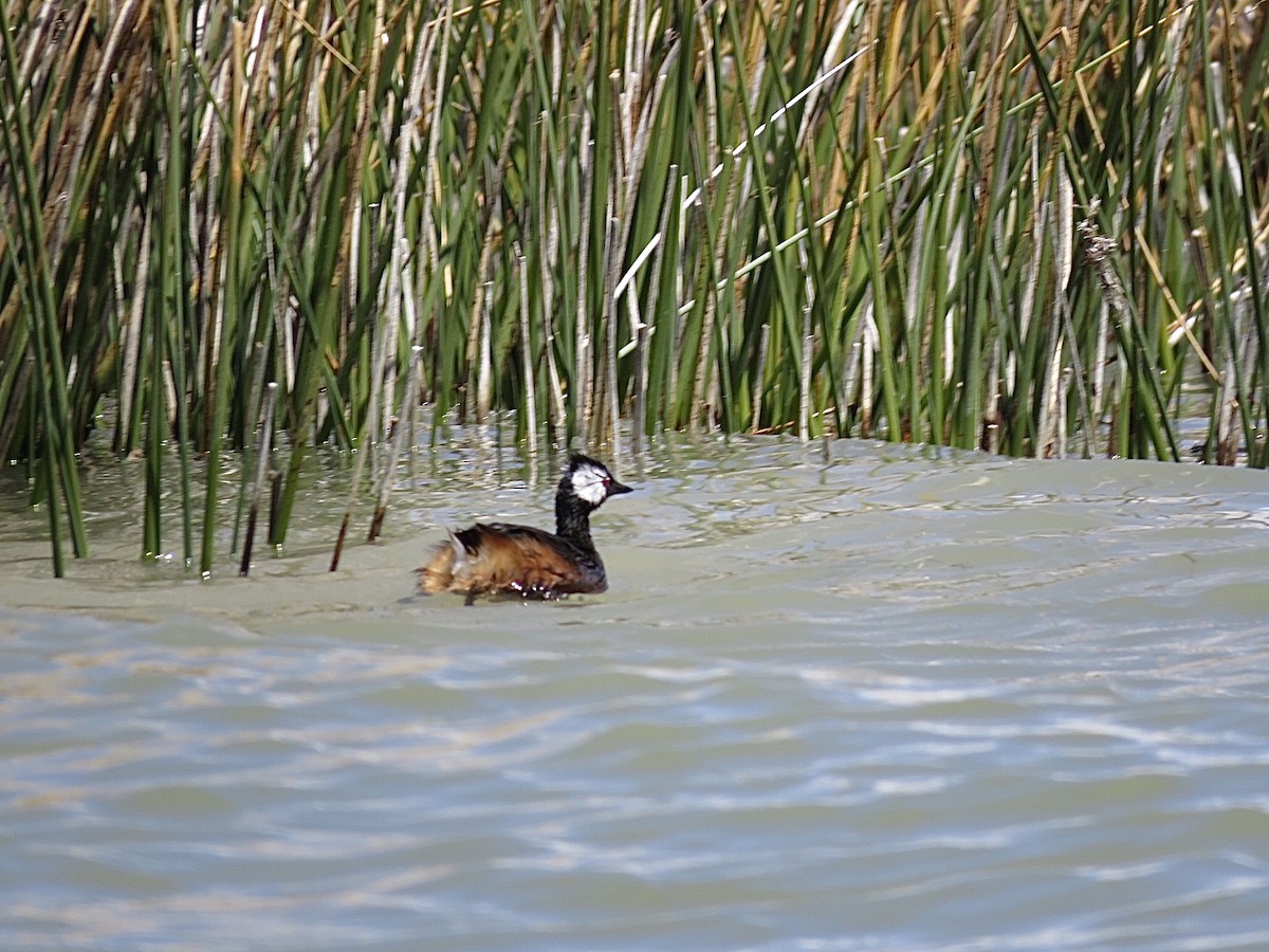 White-tufted Grebe - ML239683081