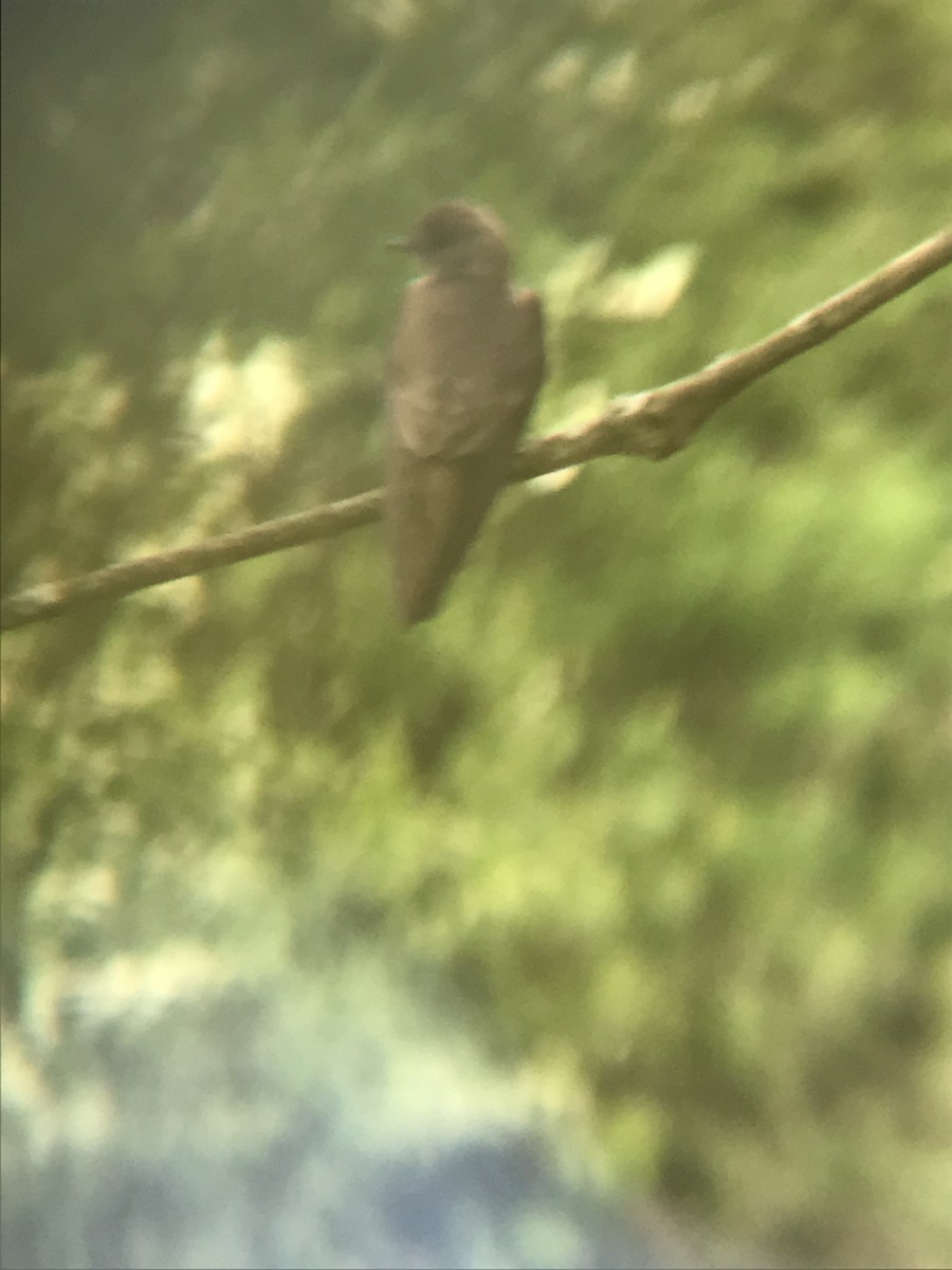 Northern Rough-winged Swallow - ML239684521