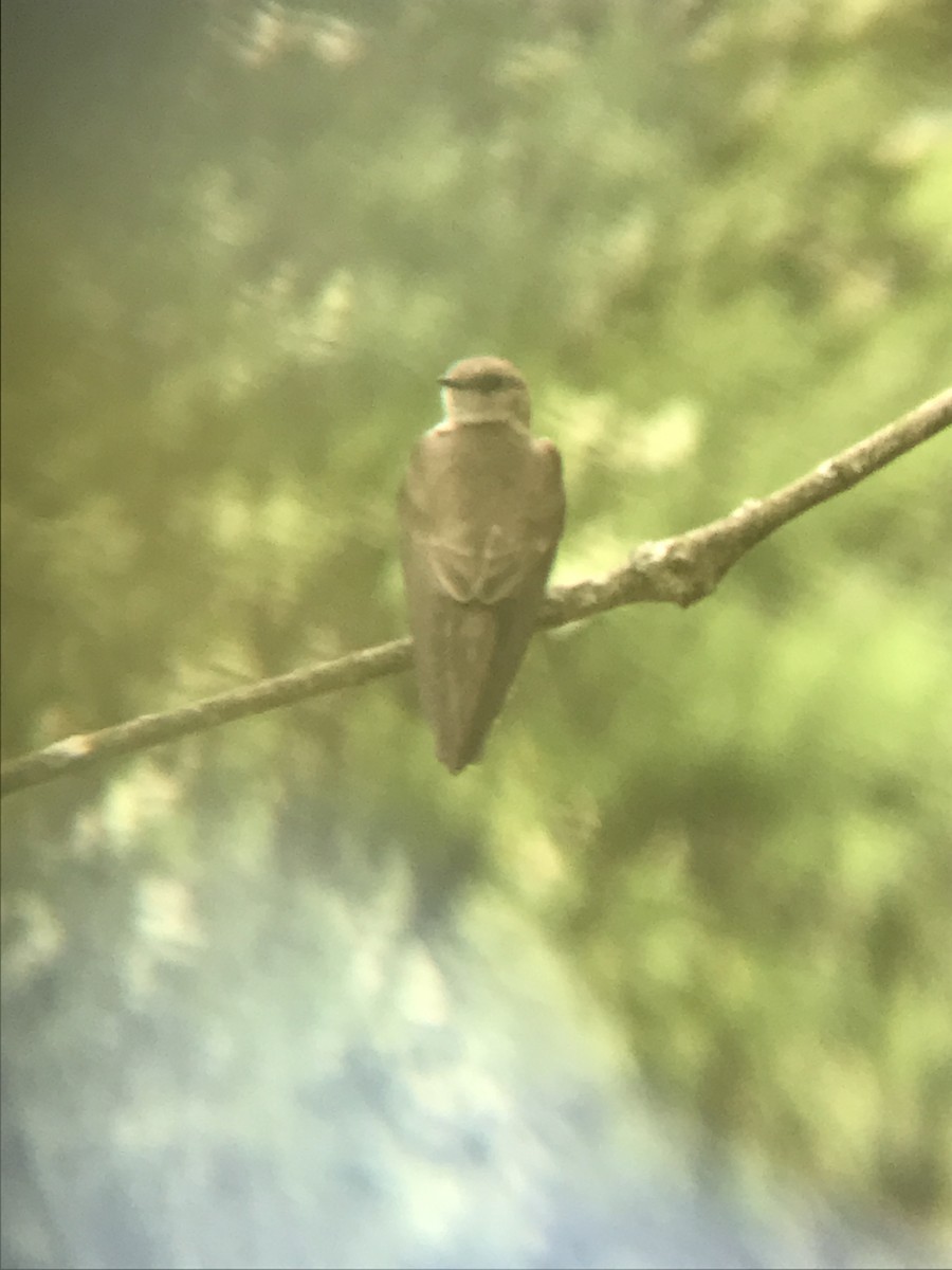 Northern Rough-winged Swallow - ML239684591