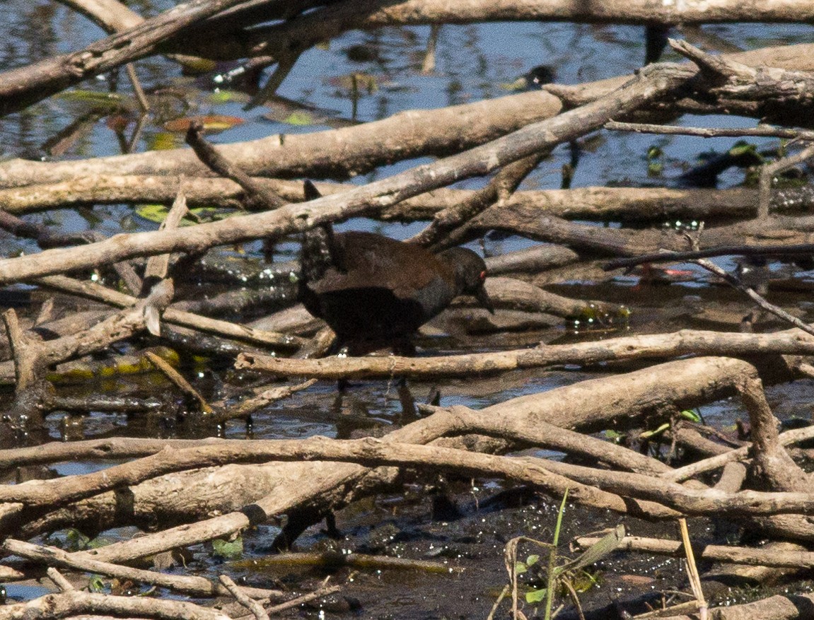 Spotless Crake - ML239684661