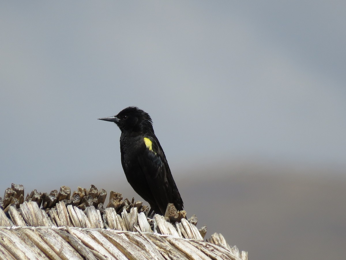 Yellow-winged Blackbird - Cristian de Jesus Sierra Villalba