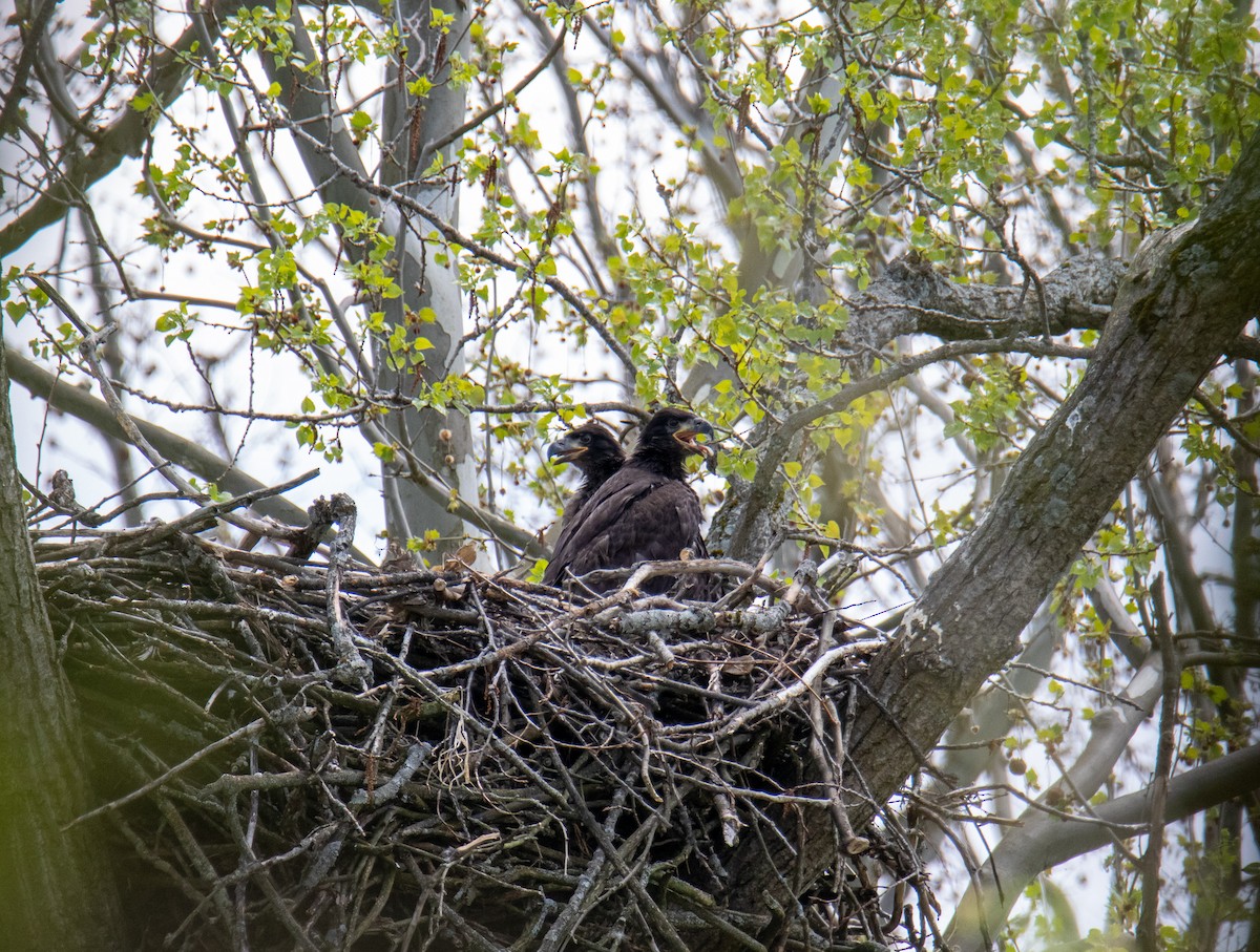 Bald Eagle - ML239685071