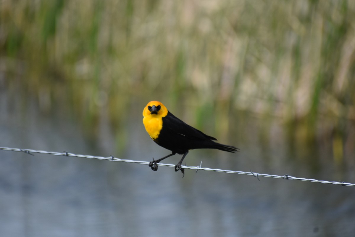 Yellow-headed Blackbird - Dave Sandahl