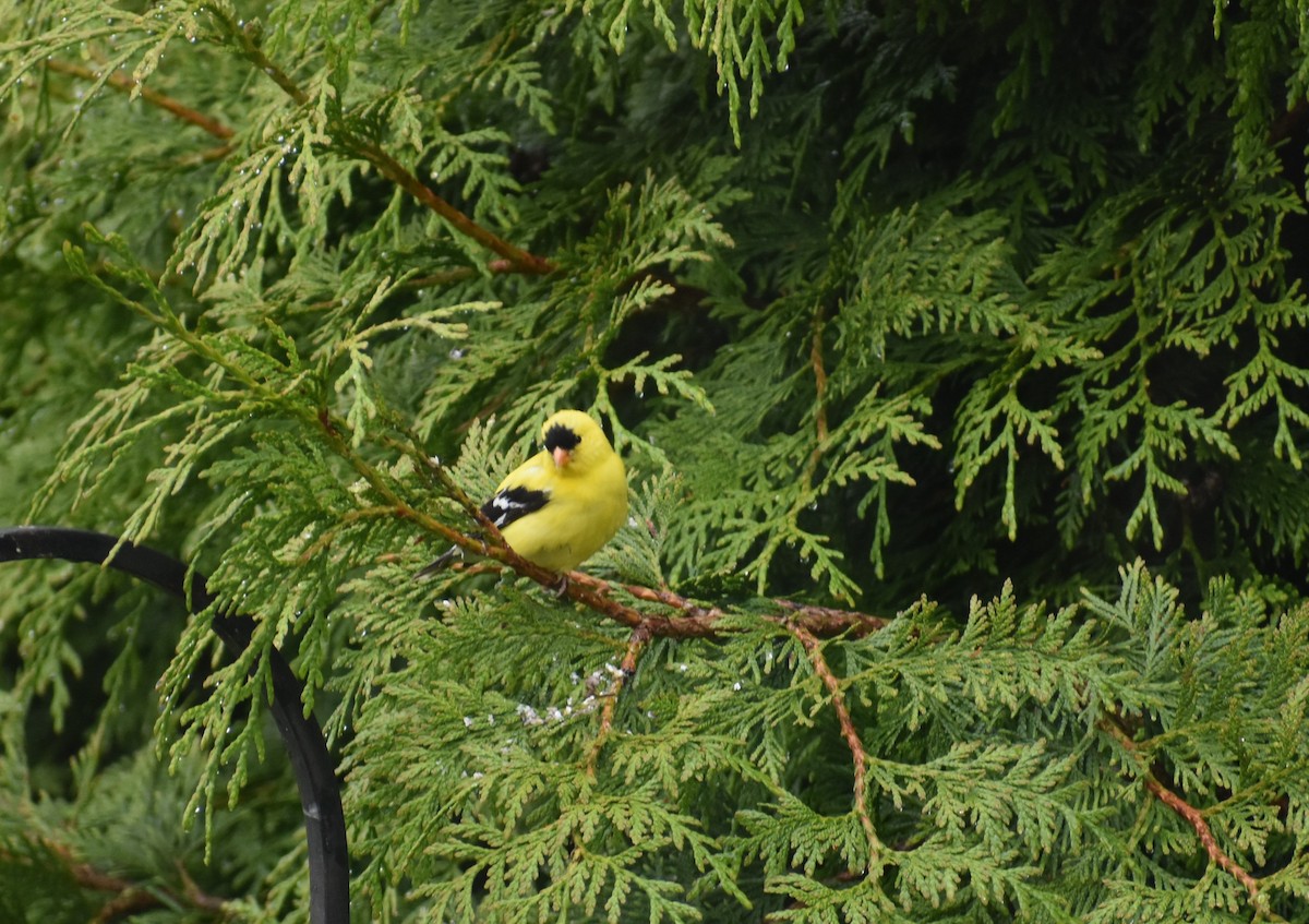 American Goldfinch - ML239686181